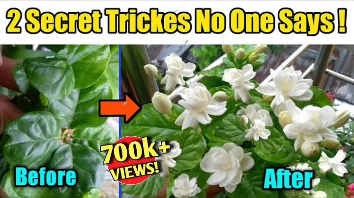 2 Most Effective Tricks to get MAXIMUM Flowers on Arabian Jasmine Plant/Get Maximum Jasmine flowers - DayDayNews