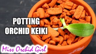 Removing and potting Phalaenopsis Orchid keiki - YouTube