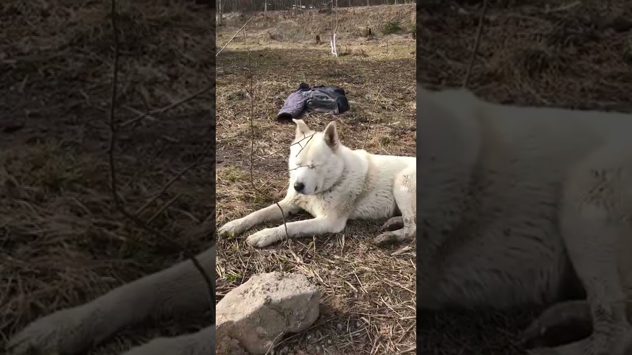 Котлован под Баню ВРУЧНУЮ! Путь к Бане Мечты, Серия 1 - НАЧАЛО