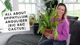 All about caring for the crazy Ric Rac cactus (aka Epiphyllum anguliger)