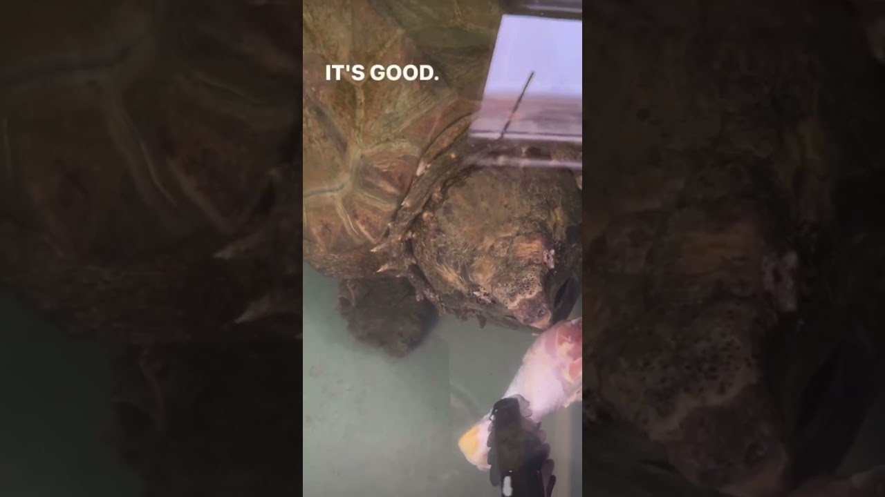 happy the snapping turtle!