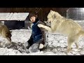 ЖЕСТКИЕ Игры СЕВЕРНЫХ ВОЛЧАТ ‼️ Арктическая и Якутская волчица рады встрече с ЧЕЛОВЕКОМ.