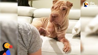 Needy Dog Keeps Tapping Her Mom To Get Her Attention  AVA The Shar Pei | The Dodo