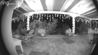 Bear caught on camera wandering around house in Placitas