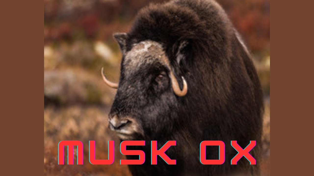 Majestic Musk Ox I Discovering the Power and the Beauty of the Arctic Ancient Guardians!