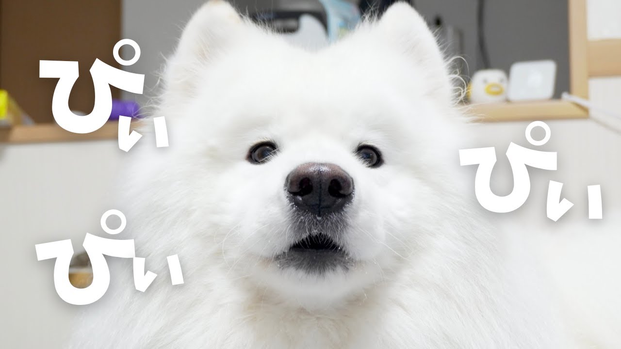 サモエドが色んな人に甘え散らかした日 - YouTube