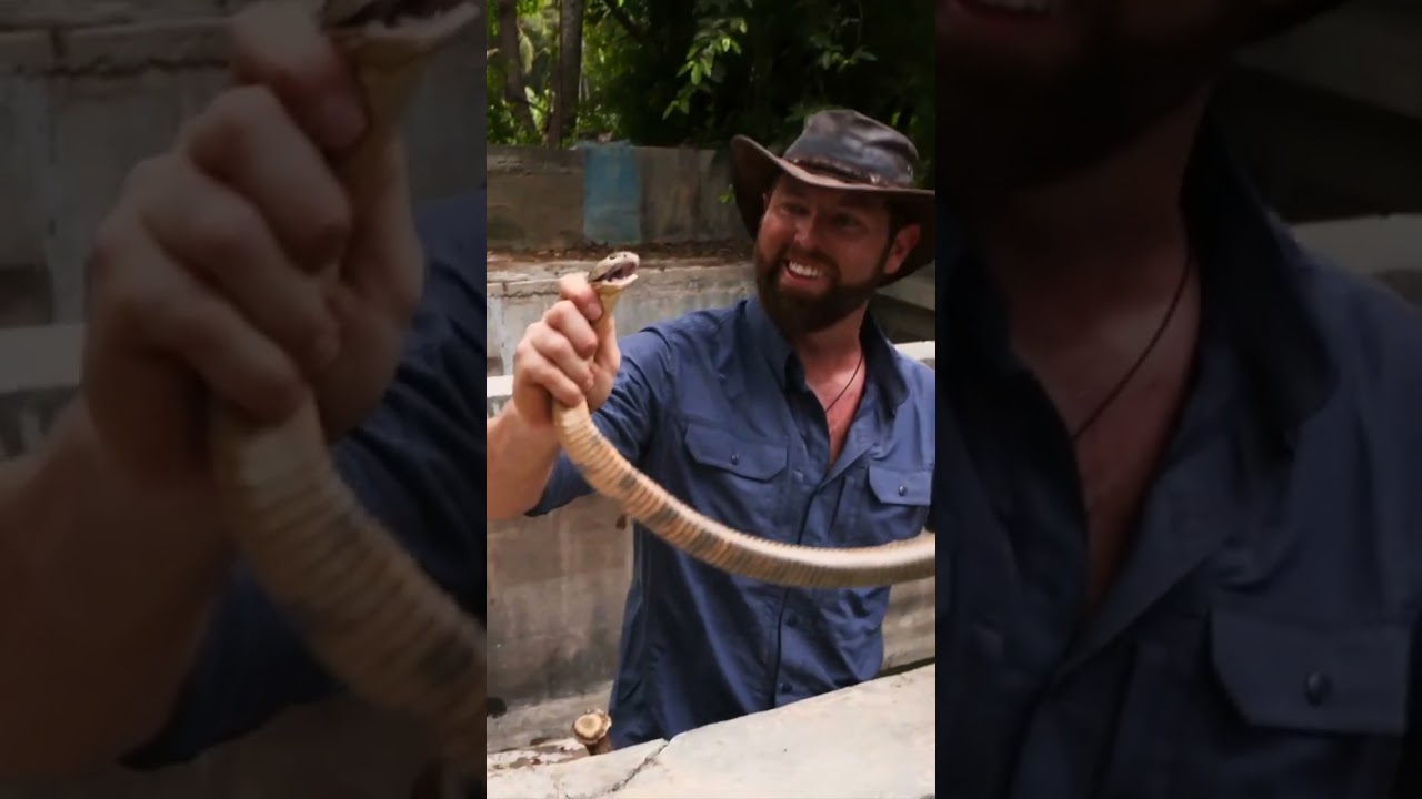 Forrest Galante Catches a Wild King Cobra