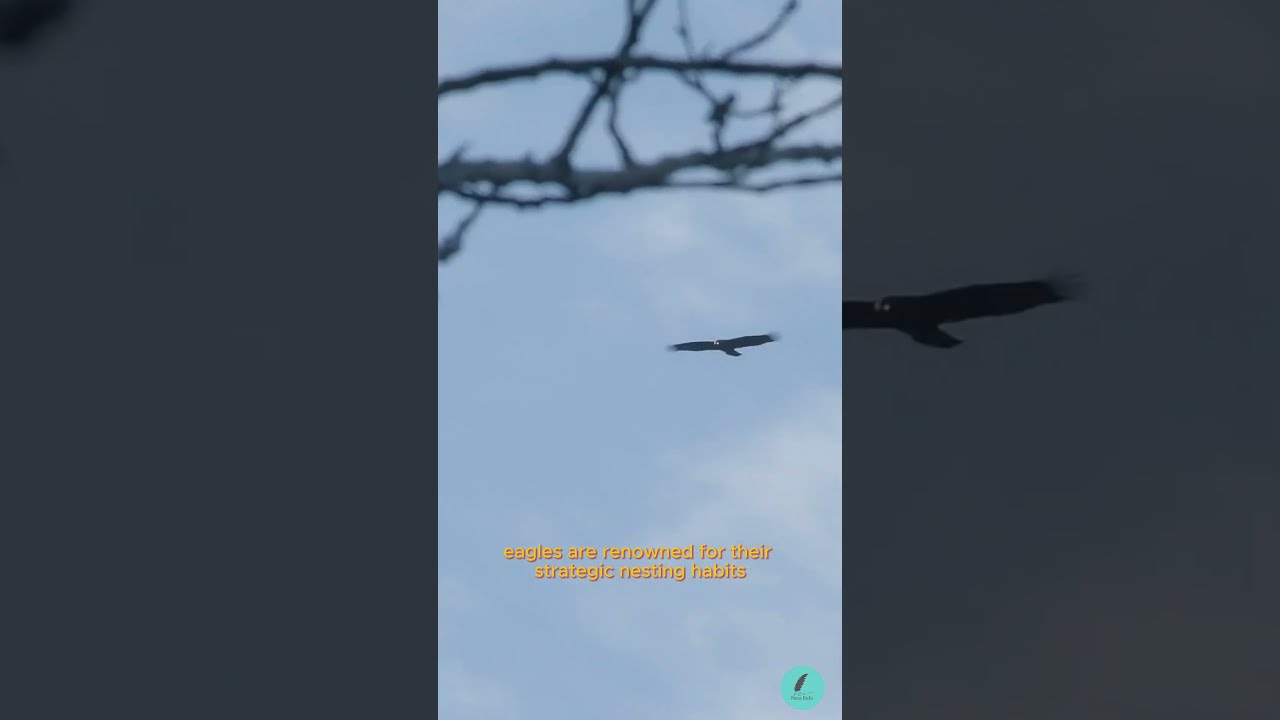 Soaring Majestically Into The Wild Skies Eagle Reveals Its Unparalleled Grace WingsOfFreedom