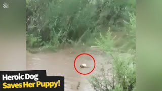 Heroic Mother dog jumps into floodwater to save her puppy | Hero Dogs