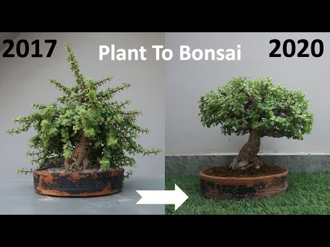 Making Bonsai From Jade Plant | Dwarf Jade Broom Style - YouTube