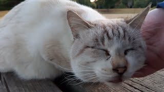 白キジ猫と戯れていたら遠くから腰トントンに弱い野良猫がやって来た。