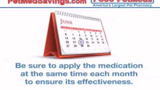 Help Prevent Feline Heartworm With Affordable Online Meds