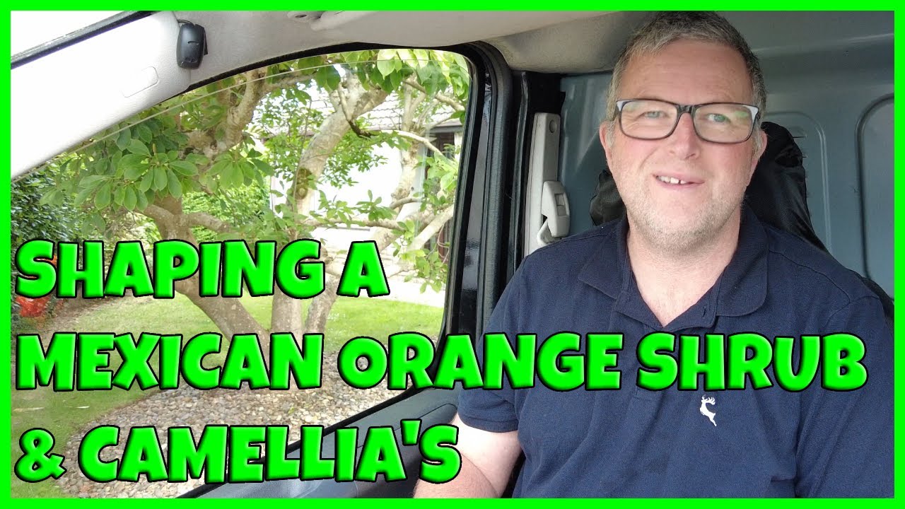 Pruning & Shaping Some Lovely Camellia's And A Mexican Orange Shrub #gardening #gardeningbusiness