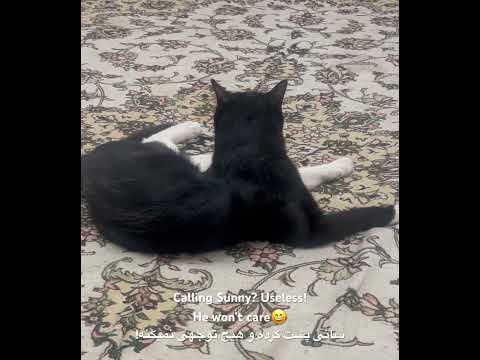 چی شده سانی به من پشت کرده هرچی صداش میکنم محل نمیذاره گربه حمایتی گربه خانگی 
