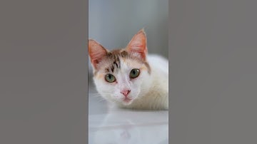 My Lazy cat #cat #cats #catlover #catvideos #catshorts #catsofinstagram #catsoftiktok #catlazy