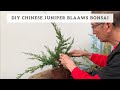 DIY Chinese Juniper Blaaws