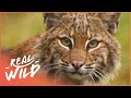 America's Favourite Wild Animals (Wildlife Documentary) | Wild America | Real Wild