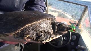Spiny Softshell Turtle in Lake Champlain