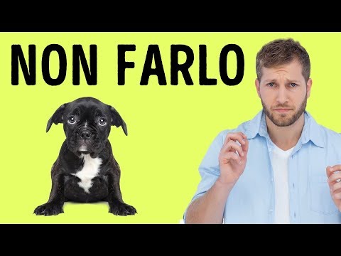 Video: Suggerimenti per i cani che non entrano quando vengono chiamati