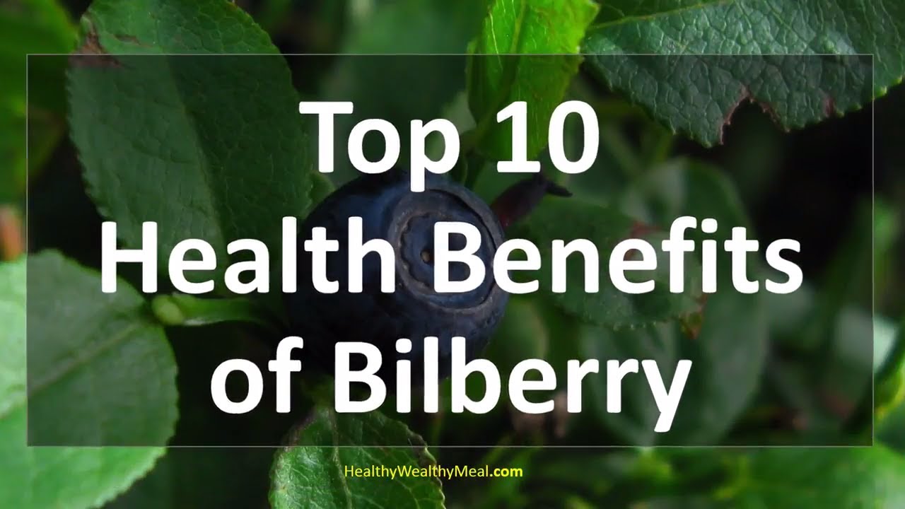 Top 10 Health Benefits of Bilberry healthy Wealthy Tips YouTube