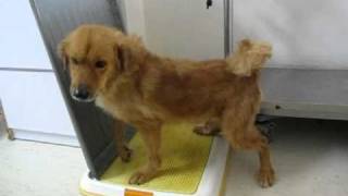 Lion Knows To Wee On The Pee Pad Good Boy