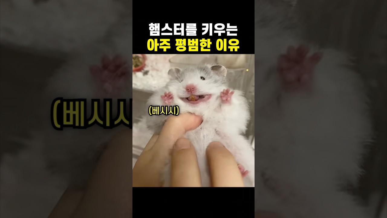 햄스터를 키우는 아주 평범한 이유