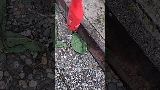 Dies XIX—IV—MMXXVI solis domonica