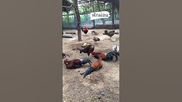 พักผ่อน😌😌🐓💯✅ #ayam #ไก่ป่า #ไก่แจ้ #ไก่ต่อ