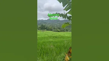 Mayananature Lifeisbutadream Viralshort Travel Ihavethisthingwithplants 