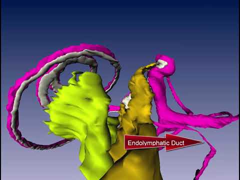 Video: Cochlear Labyrinth Anatoomia, Funktsioon Ja Diagramm - Kehakaardid