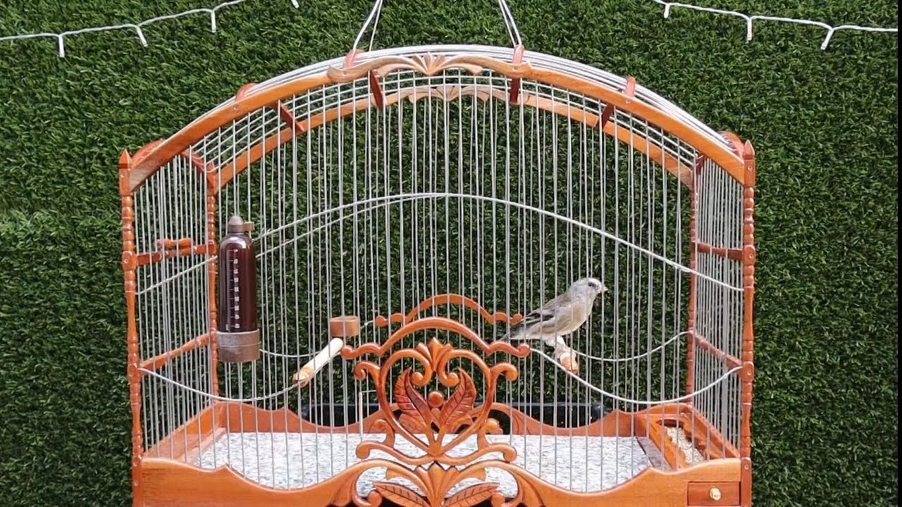 European Goldfinch Mule Singing | Best Stimulate Chant Chardonneret | Jilguero | Carduelis | الحسون