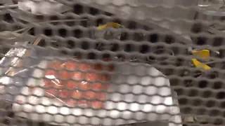 Cryovac 8620 Line For Sale By Ib Trade Foodmachines Bv