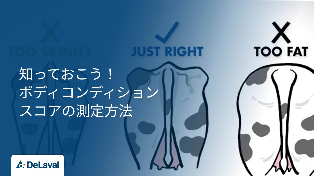 デラバル｜知っておこう！ボディコンディションの測定方法