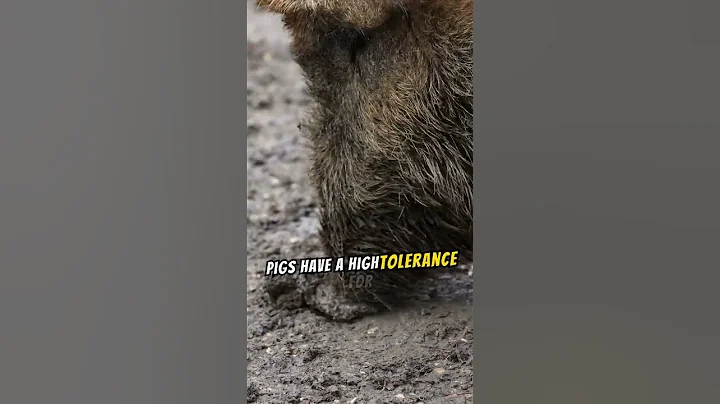 10 facts about pig #viralvideo #facts #animals #shortsfeed #viral #shortvideo #lionroar #shorts