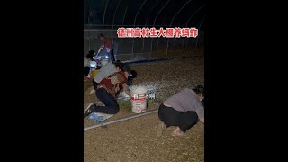 德州小伙大棚养蚂蚱，一棚一年出5茬，一茬能养1000斤 #德州 #蚂蚱 #养殖