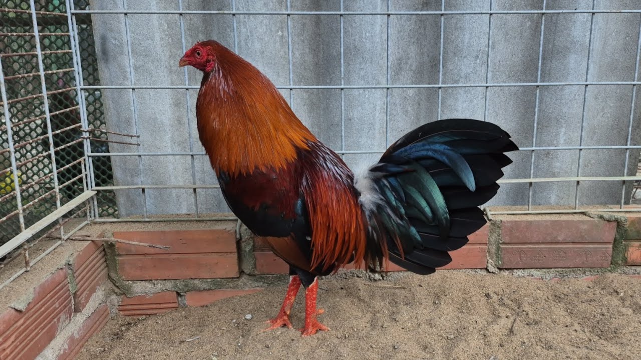 (6/3) Tóp Gà Tre Tơ Mẽ Giỏi Xuân Thì Full Mới @385-442-668(TUẤN ANH)