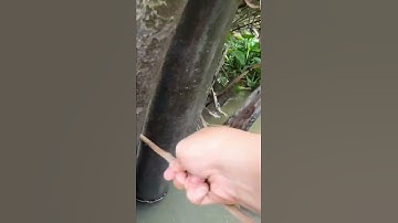 Câu cá bống dừa miền Tây