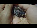 High Fly (sparrow nesting) - Day 8 ร้อง abc กล่อมนอน