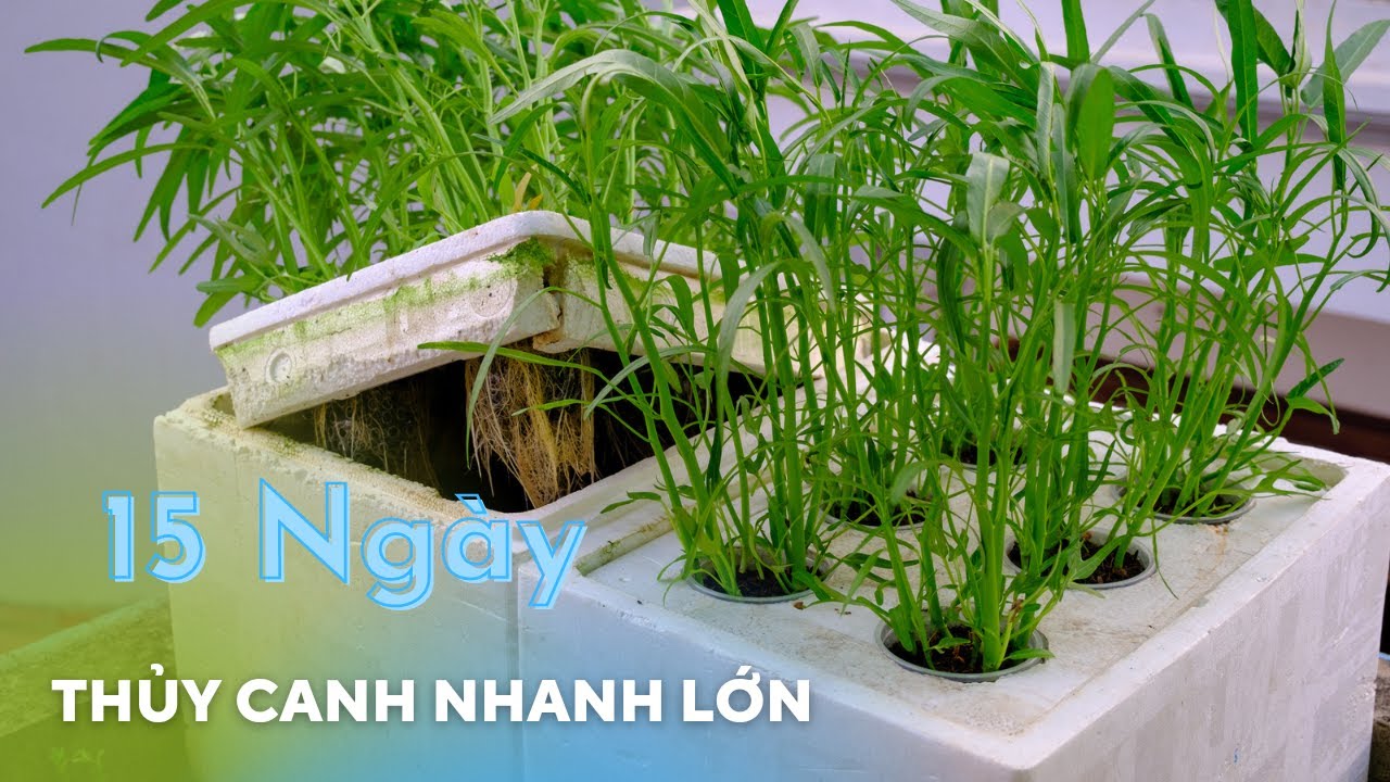 Cách trồng rau muống thủy canh trong thùng xốp, từ khi gieo hạt tới lúc thu hoạch chỉ 15 ngày