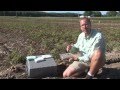 Msu agbioresearch enhancing potatoproduction strategies