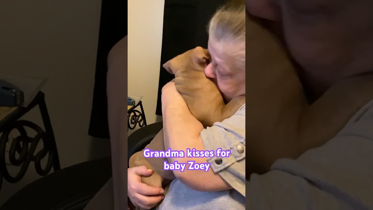 Grandma kisses for Zoey #shorts #puppy #love