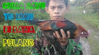 Berburu ayam hutan merah screenshot 1