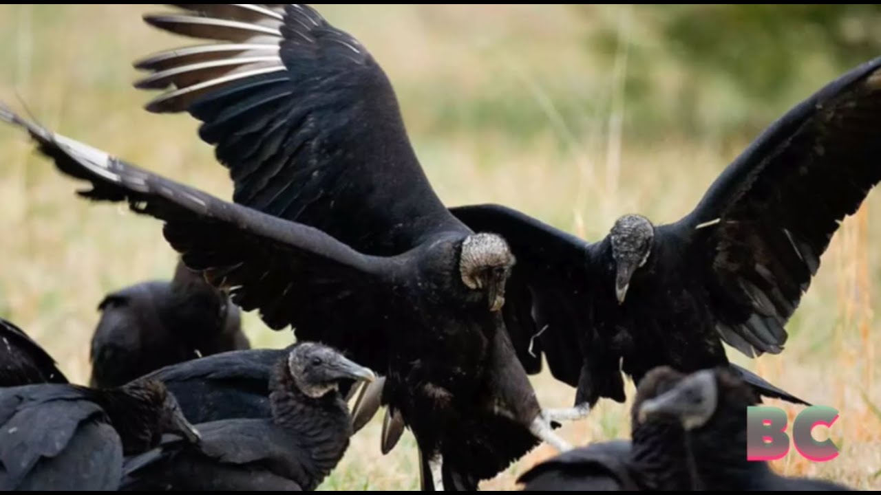 Black vultures killing newborn livestock in Midwest YouTube