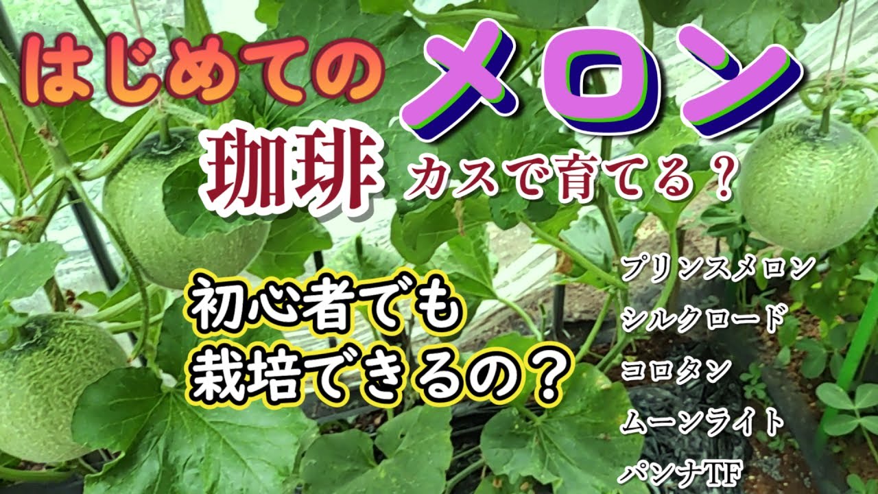 Solo Gardening Club] Trying My Hand at Growing Melons for the