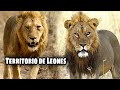 TERRITORIO DE LEONES #3 Africa Salvaje