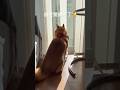 mission complete! #dog #柴犬 #doggie #shibainu #shiba #散歩 #routines #cutedog #funny #shibadog #いぬ