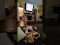 Baby Gus learning to walk!!!