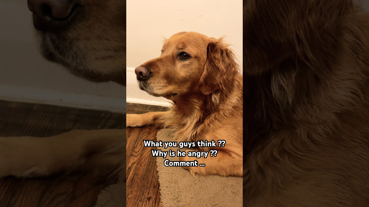 An angry golden retriever 😡😤👿