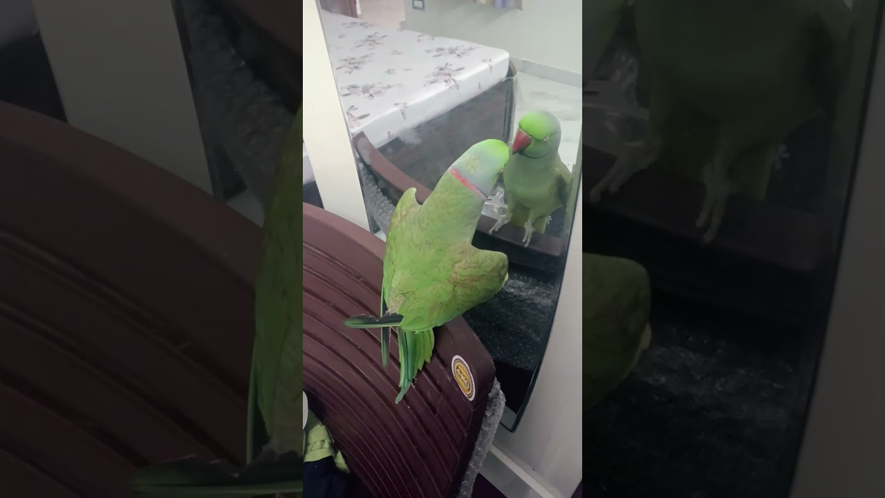parrot talking 🦜 l Green parrot 