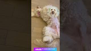 very cute dog videoAustralian Labradoodle  part4 #Shorts